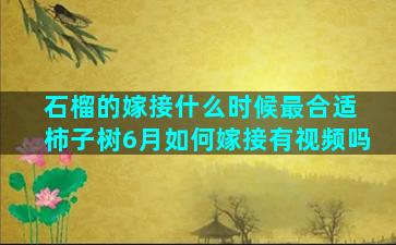 石榴的嫁接什么时候最合适 柿子树6月如何嫁接有视频吗